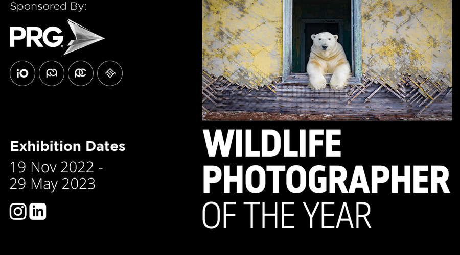 Wpy   Website & Social